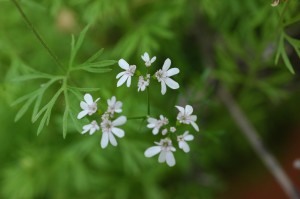 black seed flowers