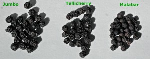 Black Peppercorn Comparison