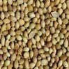 Bulk Coriander Seeds