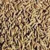 Bulk Cumin Seeds