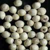 Bulk White Peppercorns