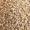 Bulk Yellow Mustard Seeds