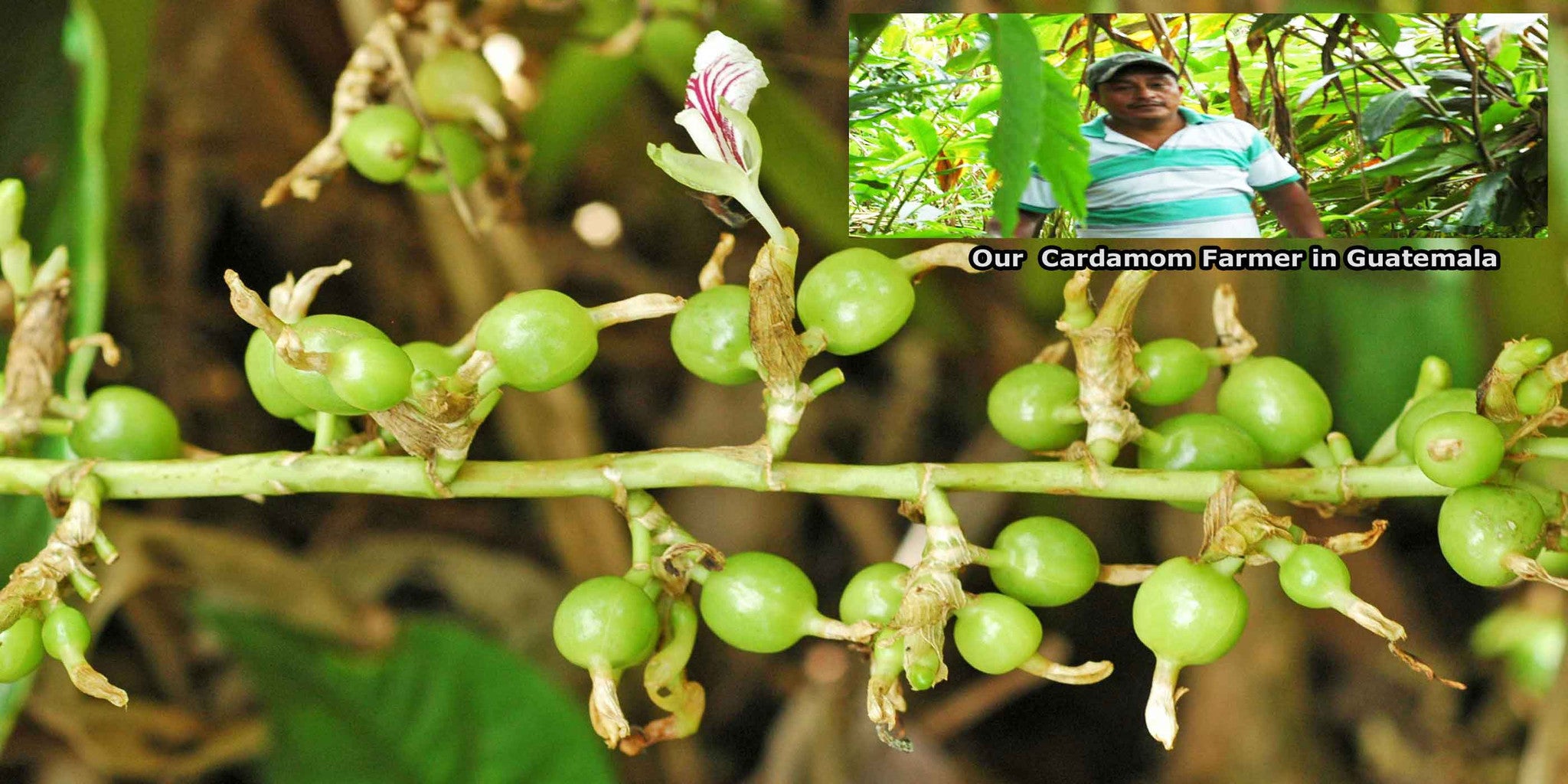 Cardamom Plant with Farmer
