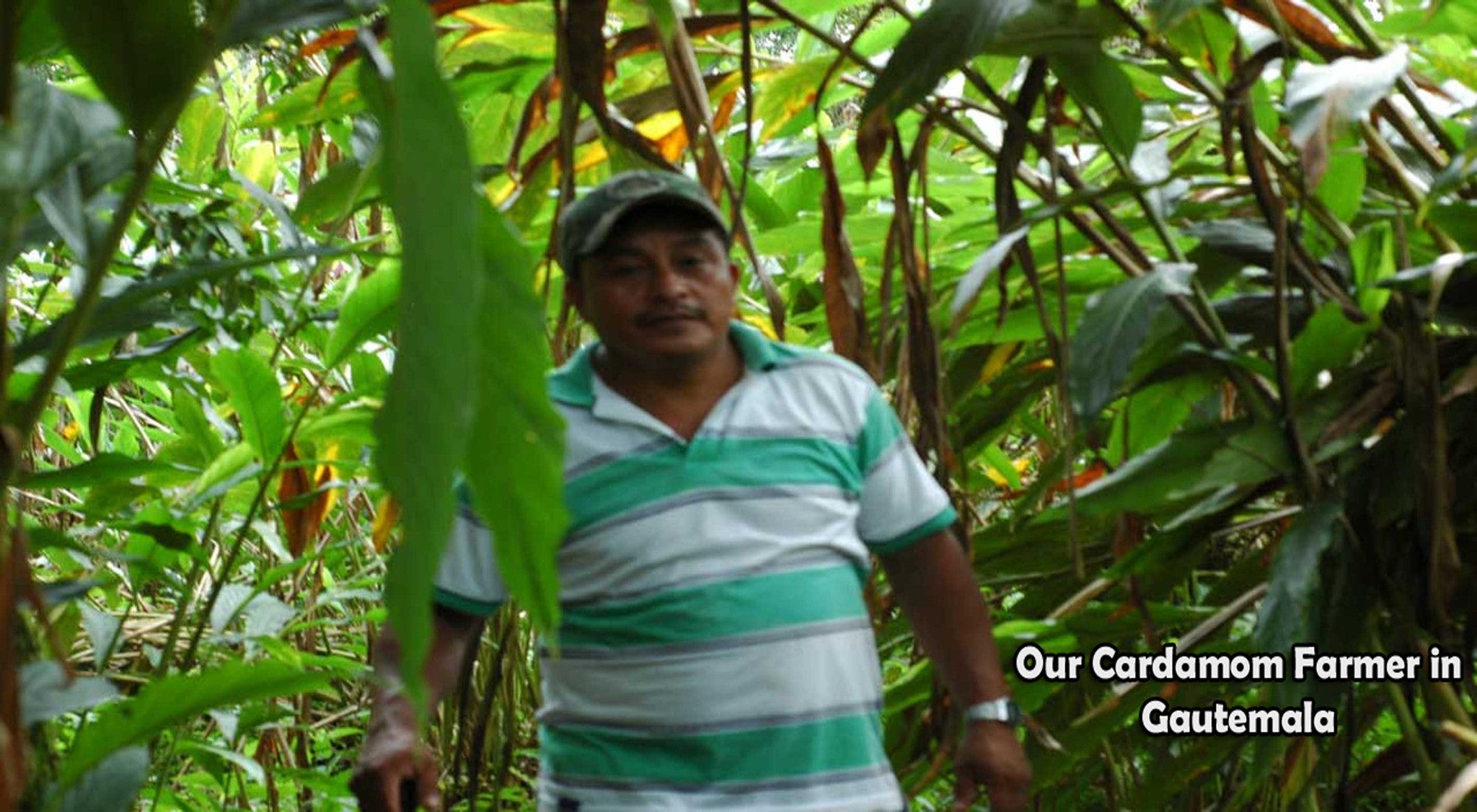 Our Cardamom Farmer