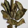 Curry Leaves