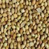 Coriander Seeds (Cilantro Seeds), 5 lb