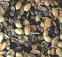 Herb Sprouting Seeds Mix, 6 oz