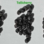 Malabar_Tellicherry_Jumbo pepper