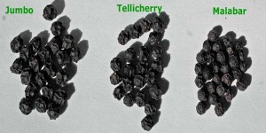 Malabar_Tellicherry_Jumbo pepper