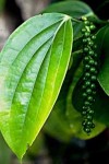 Black Pepper on Vine