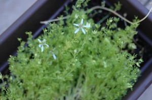 black seed micro green